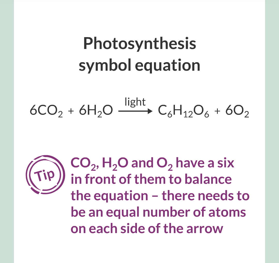 ../../../Biology/Biology Flashcards/0610 MC Questions from Key Cards/3 - Bioenergetics/1 - Photosynthesis/010.png