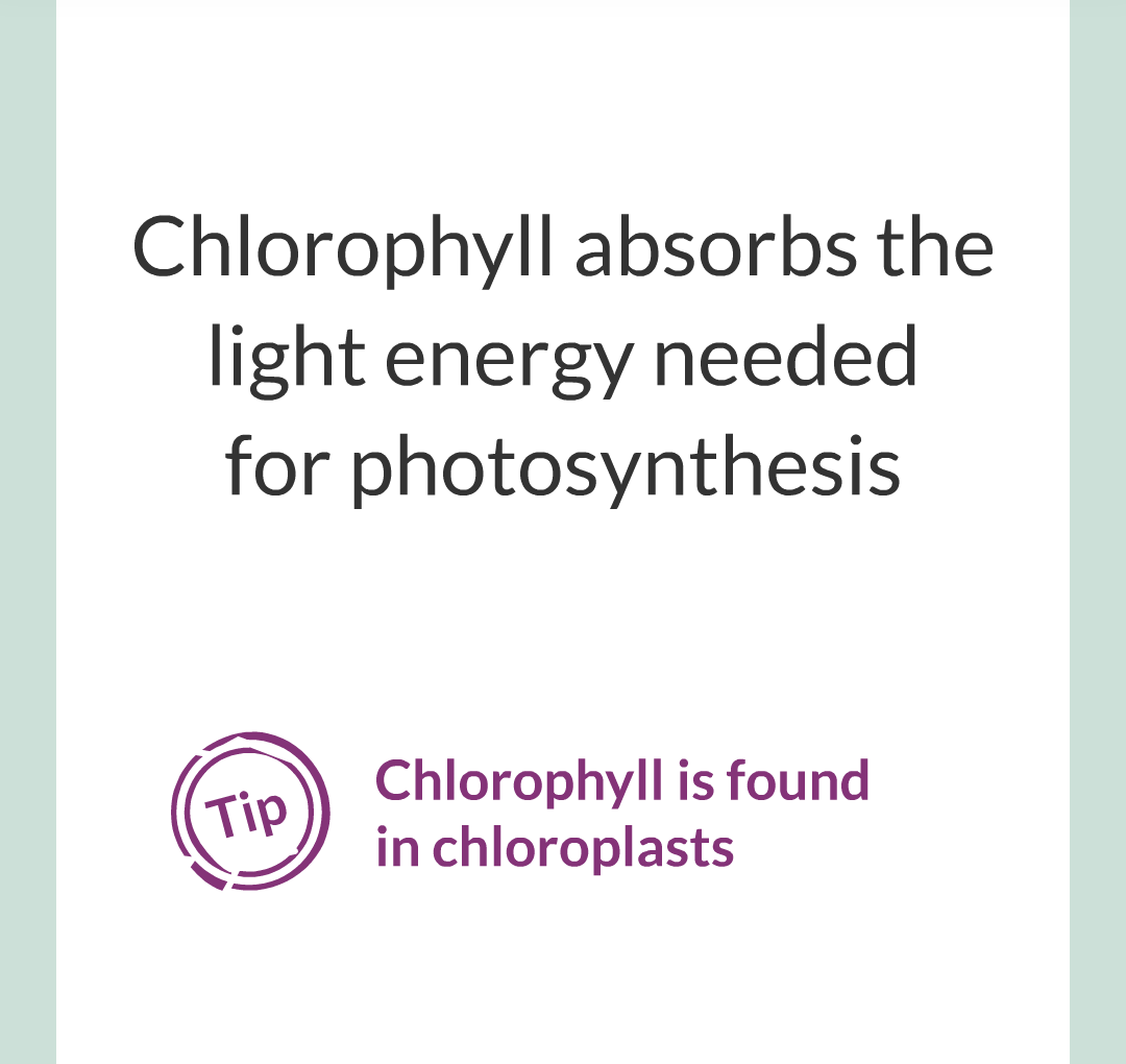 ../../../Biology/Biology Flashcards/0610 MC Questions from Key Cards/3 - Bioenergetics/1 - Photosynthesis/012.png
