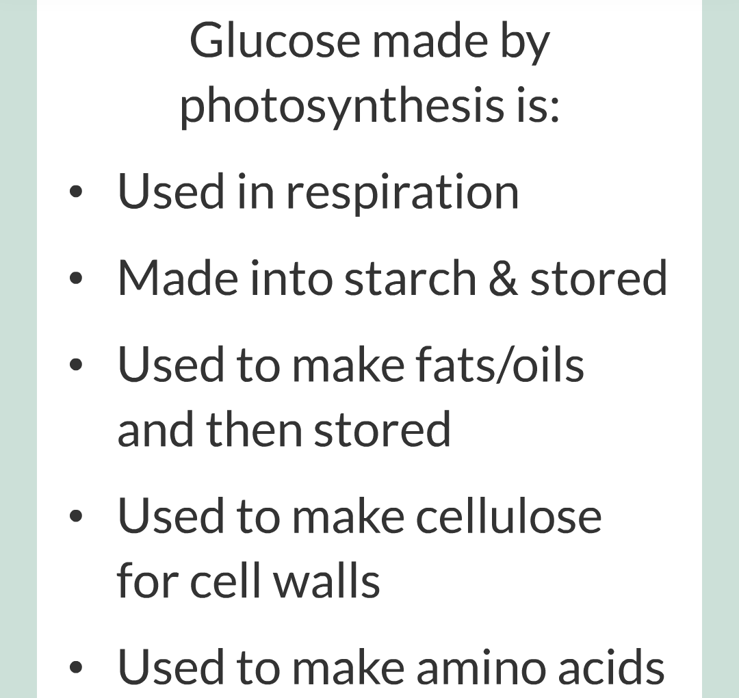 ../../../Biology/Biology Flashcards/0610 MC Questions from Key Cards/3 - Bioenergetics/1 - Photosynthesis/014.png