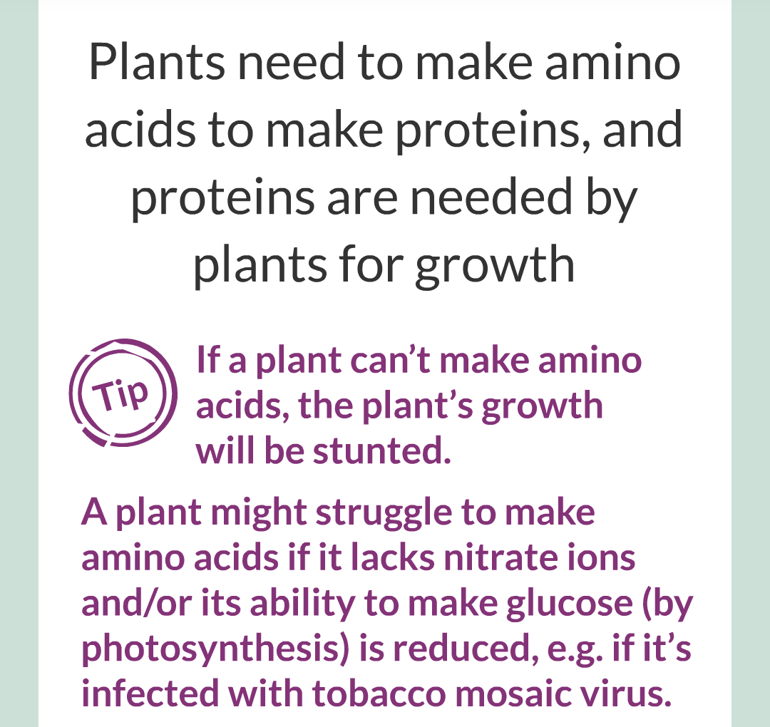 ../../../Biology/Biology Flashcards/0610 MC Questions from Key Cards/3 - Bioenergetics/1 - Photosynthesis/018.png