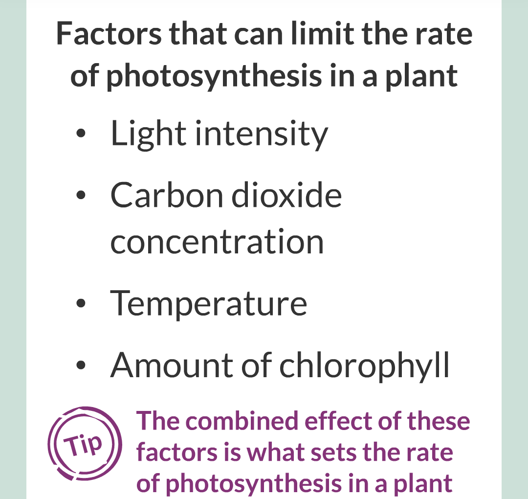 ../../../Biology/Biology Flashcards/0610 MC Questions from Key Cards/3 - Bioenergetics/2 - Rate of Photosynthesis/002.png
