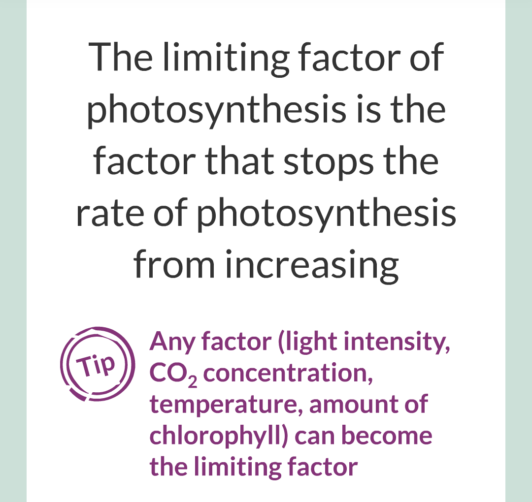 ../../../Biology/Biology Flashcards/0610 MC Questions from Key Cards/3 - Bioenergetics/2 - Rate of Photosynthesis/004.png