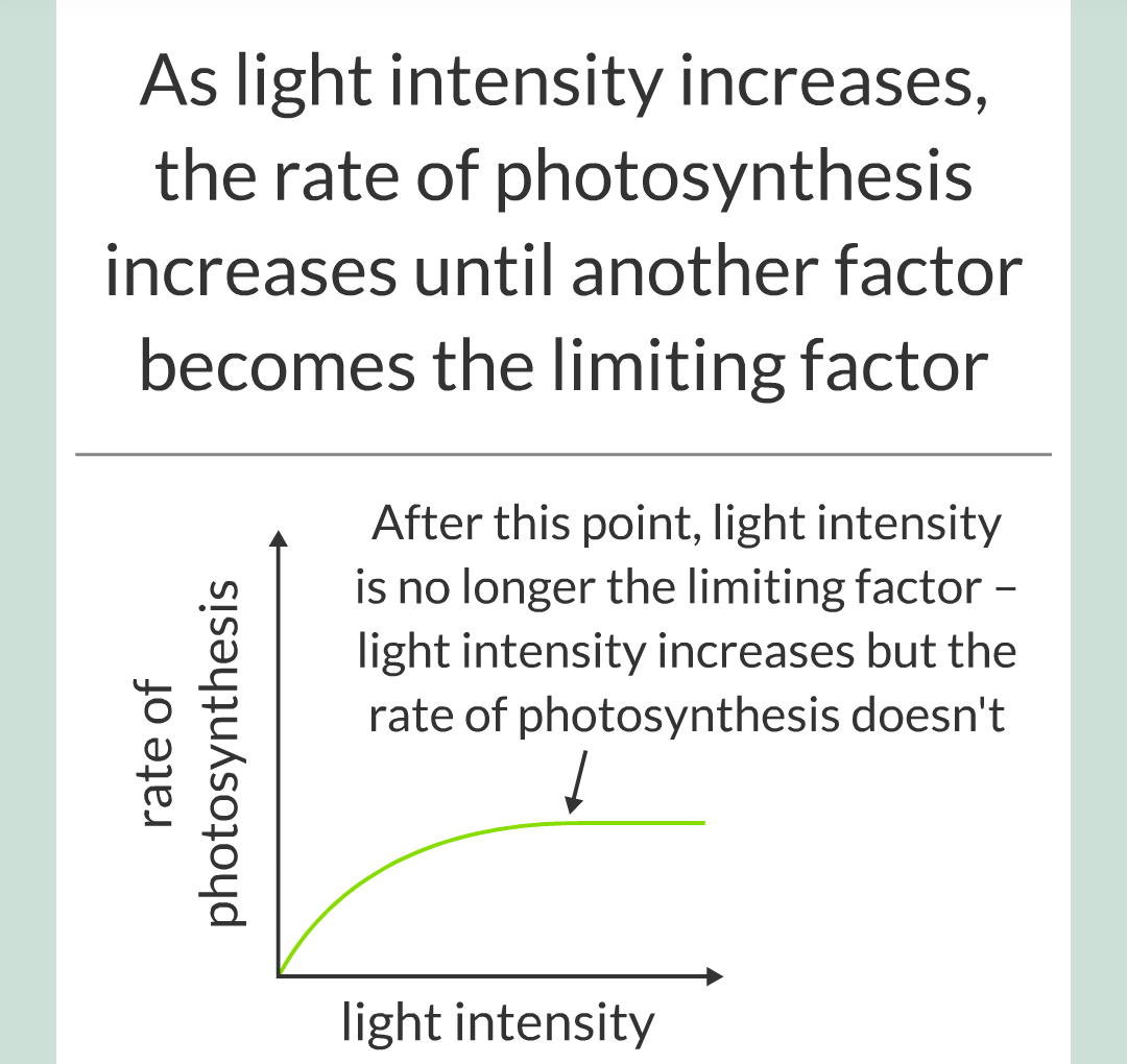 ../../../Biology/Biology Flashcards/0610 MC Questions from Key Cards/3 - Bioenergetics/2 - Rate of Photosynthesis/006.png
