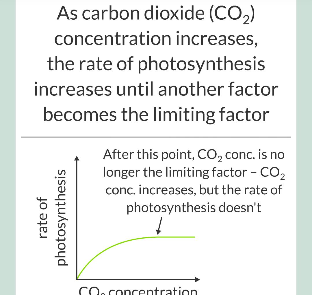 ../../../Biology/Biology Flashcards/0610 MC Questions from Key Cards/3 - Bioenergetics/2 - Rate of Photosynthesis/008.png