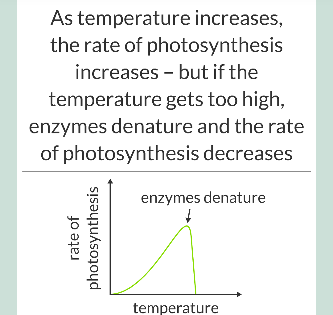 ../../../Biology/Biology Flashcards/0610 MC Questions from Key Cards/3 - Bioenergetics/2 - Rate of Photosynthesis/010.png