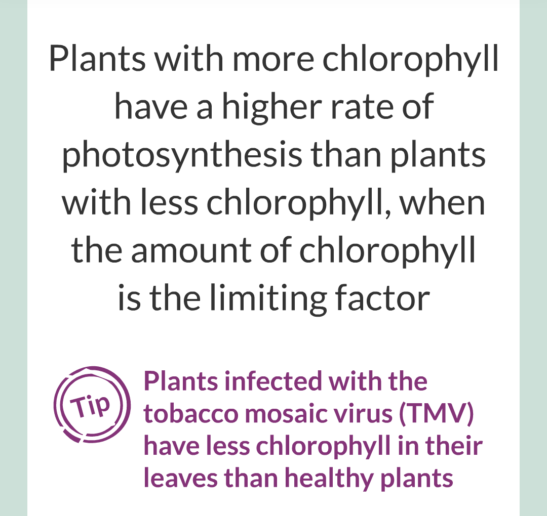 ../../../Biology/Biology Flashcards/0610 MC Questions from Key Cards/3 - Bioenergetics/2 - Rate of Photosynthesis/012.png