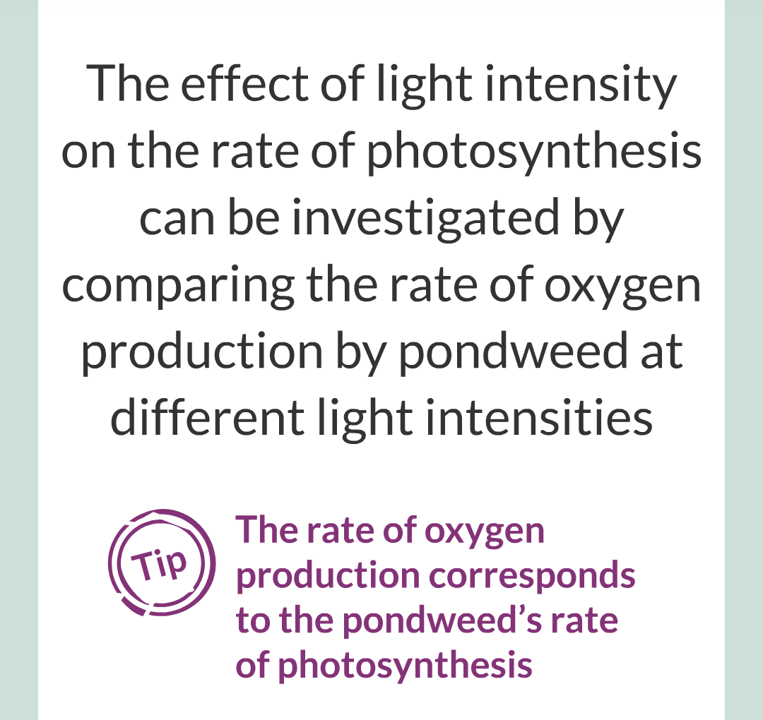 ../../../Biology/Biology Flashcards/0610 MC Questions from Key Cards/3 - Bioenergetics/2 - Rate of Photosynthesis/014.png