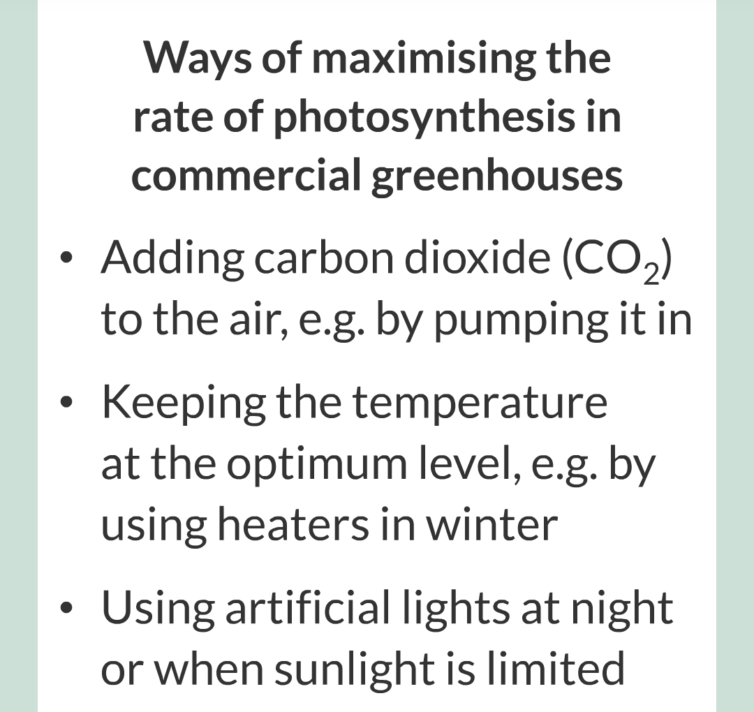 ../../../Biology/Biology Flashcards/0610 MC Questions from Key Cards/3 - Bioenergetics/2 - Rate of Photosynthesis/020.png