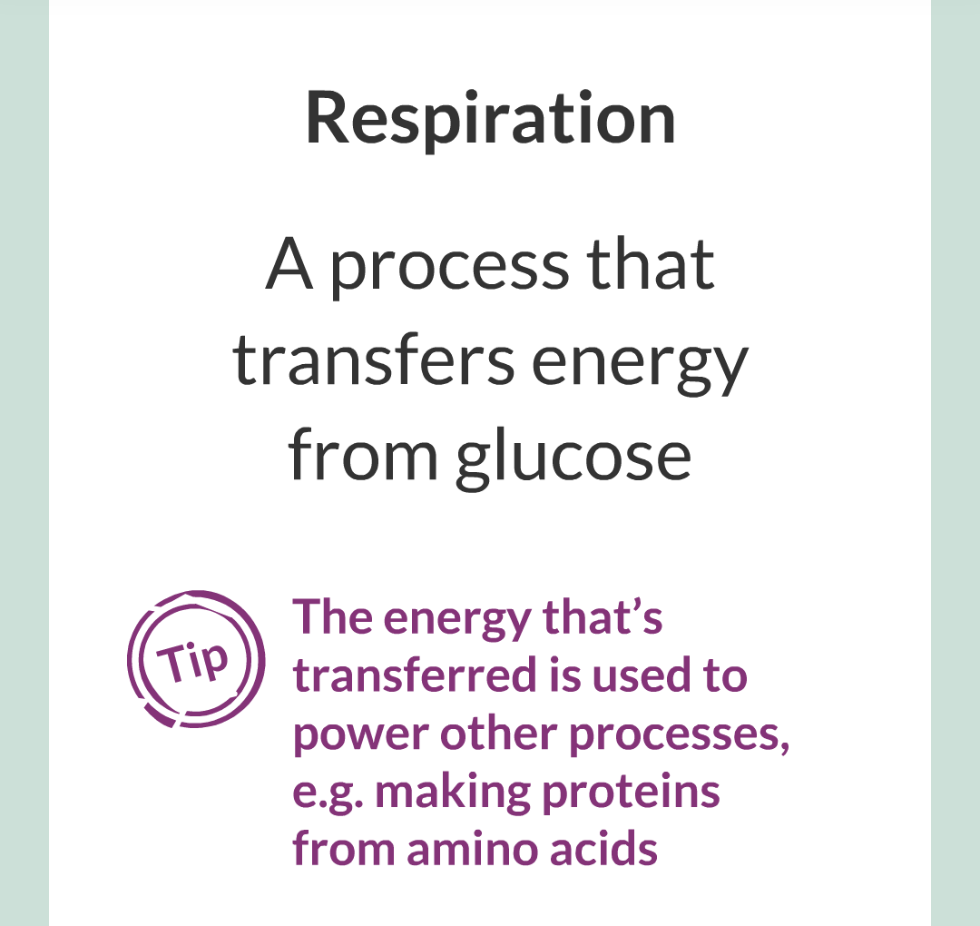 ../../../Biology/Biology Flashcards/0610 MC Questions from Key Cards/3 - Bioenergetics/3 - Respiration/002.png