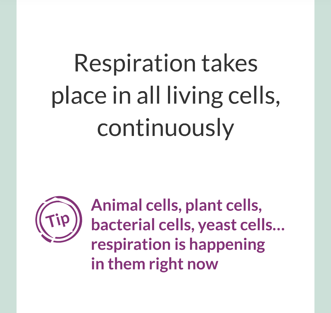 ../../../Biology/Biology Flashcards/0610 MC Questions from Key Cards/3 - Bioenergetics/3 - Respiration/004.png