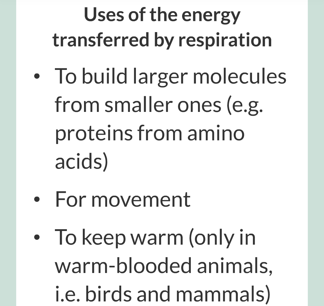 ../../../Biology/Biology Flashcards/0610 MC Questions from Key Cards/3 - Bioenergetics/3 - Respiration/006.png