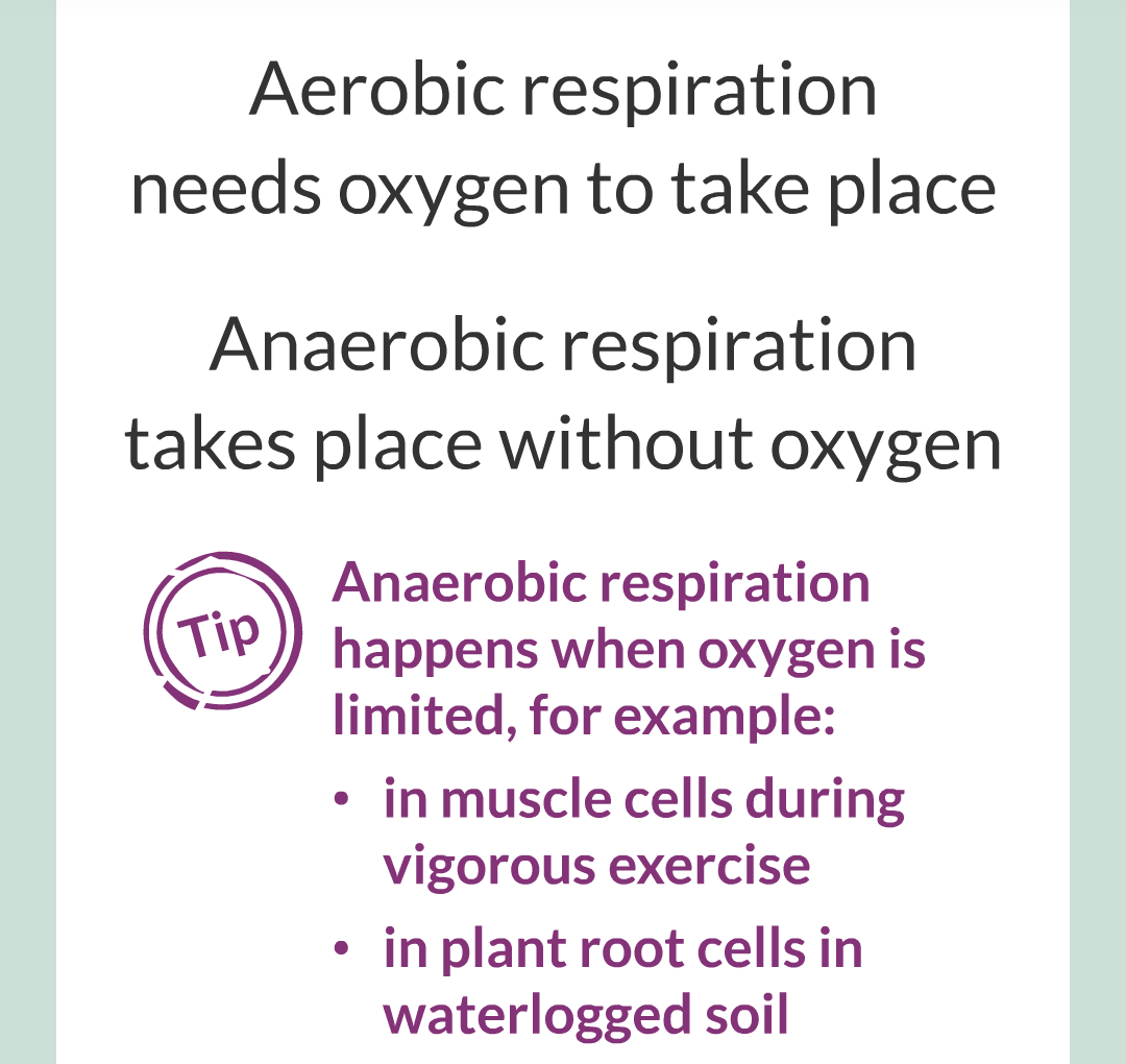 ../../../Biology/Biology Flashcards/0610 MC Questions from Key Cards/3 - Bioenergetics/3 - Respiration/012.png