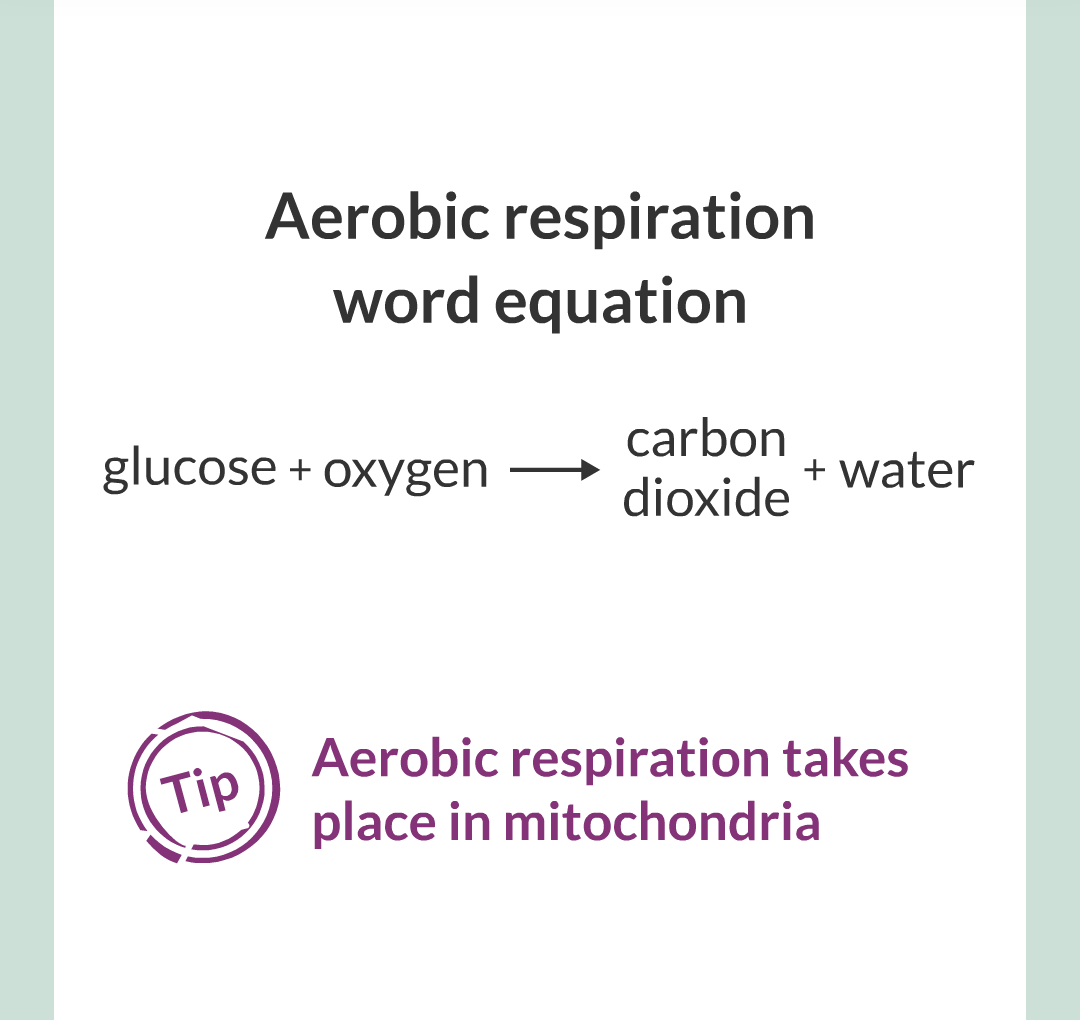../../../Biology/Biology Flashcards/0610 MC Questions from Key Cards/3 - Bioenergetics/3 - Respiration/014.png