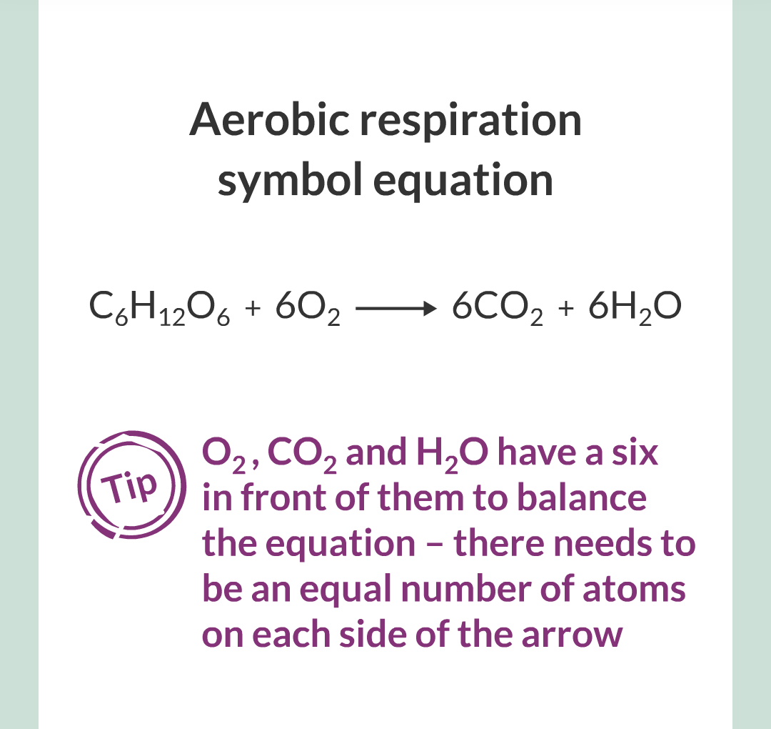 ../../../Biology/Biology Flashcards/0610 MC Questions from Key Cards/3 - Bioenergetics/3 - Respiration/016.png