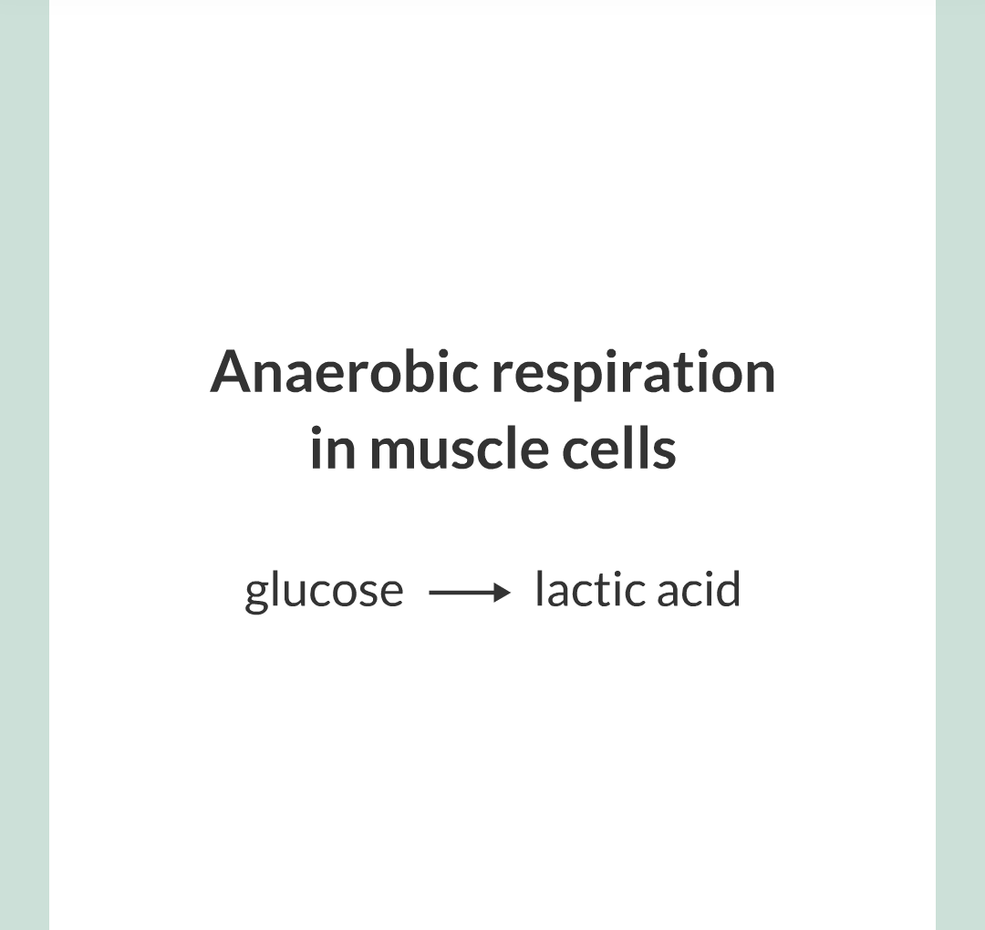 ../../../Biology/Biology Flashcards/0610 MC Questions from Key Cards/3 - Bioenergetics/3 - Respiration/018.png