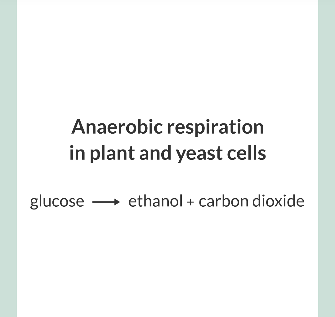 ../../../Biology/Biology Flashcards/0610 MC Questions from Key Cards/3 - Bioenergetics/3 - Respiration/020.png