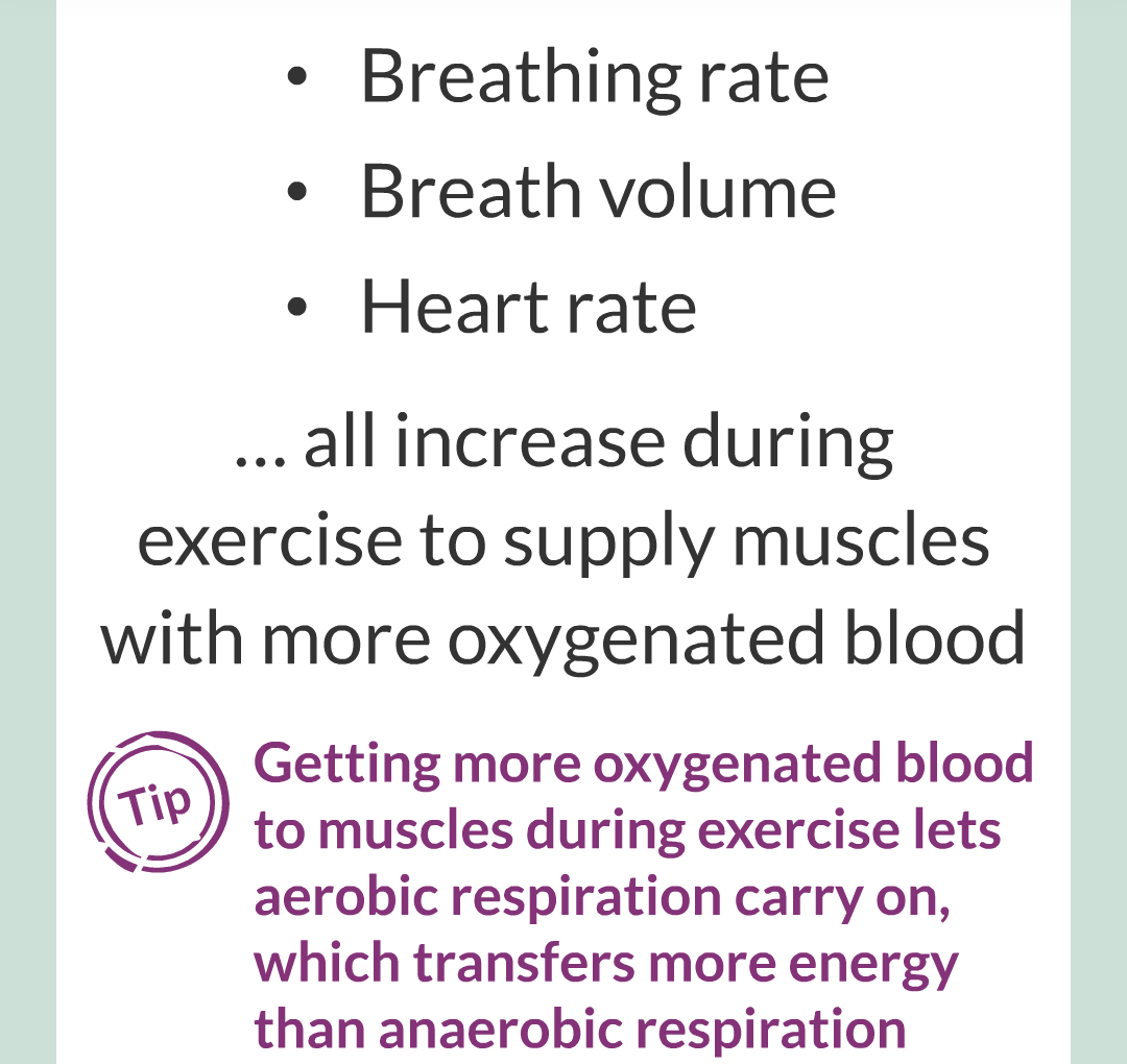 ../../../Biology/Biology Flashcards/0610 MC Questions from Key Cards/3 - Bioenergetics/4 - Responses to Exercise/004.png