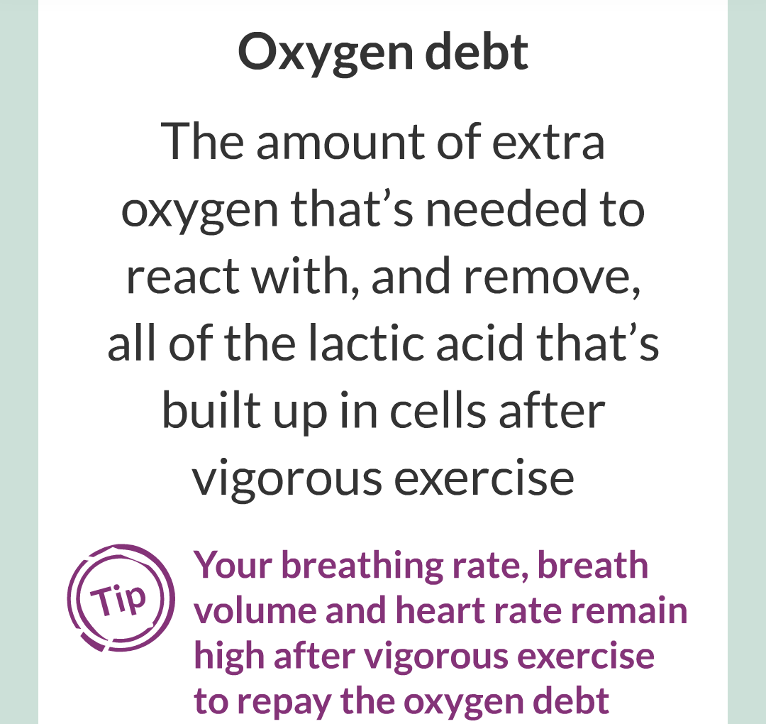 ../../../Biology/Biology Flashcards/0610 MC Questions from Key Cards/3 - Bioenergetics/4 - Responses to Exercise/006.png
