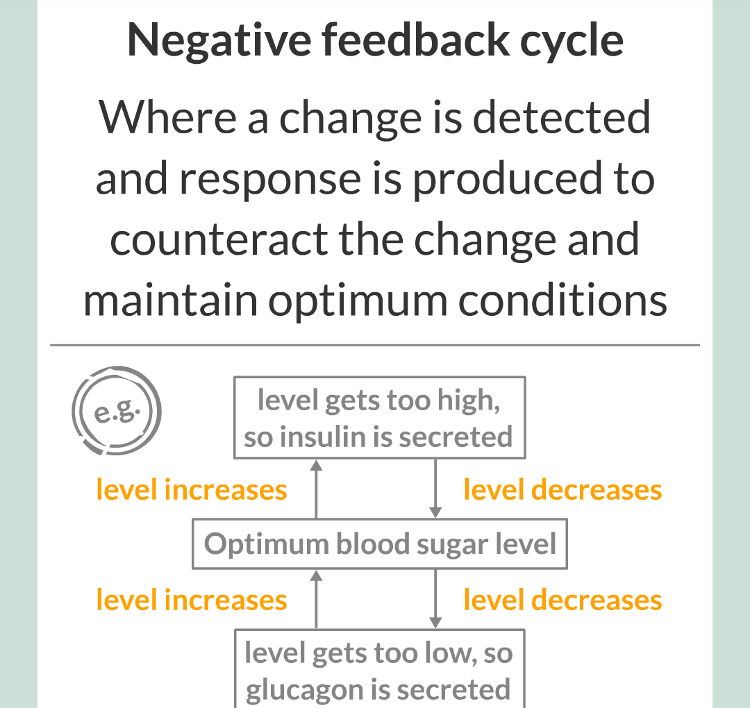 1 - Homeostasis/018.png