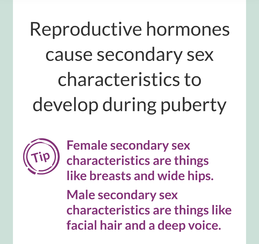 11 - Hormones and The Menstrual Cycle/002.png