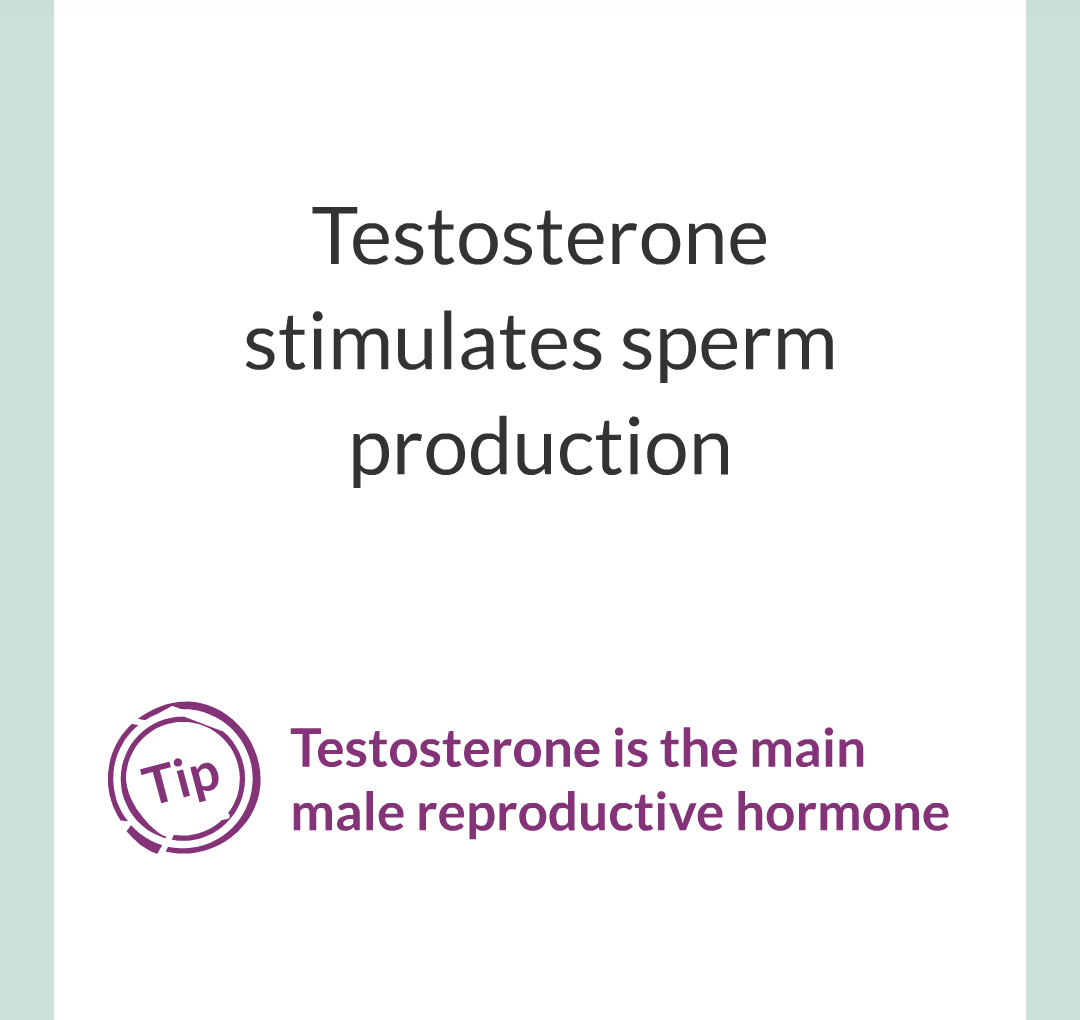 11 - Hormones and The Menstrual Cycle/004.png