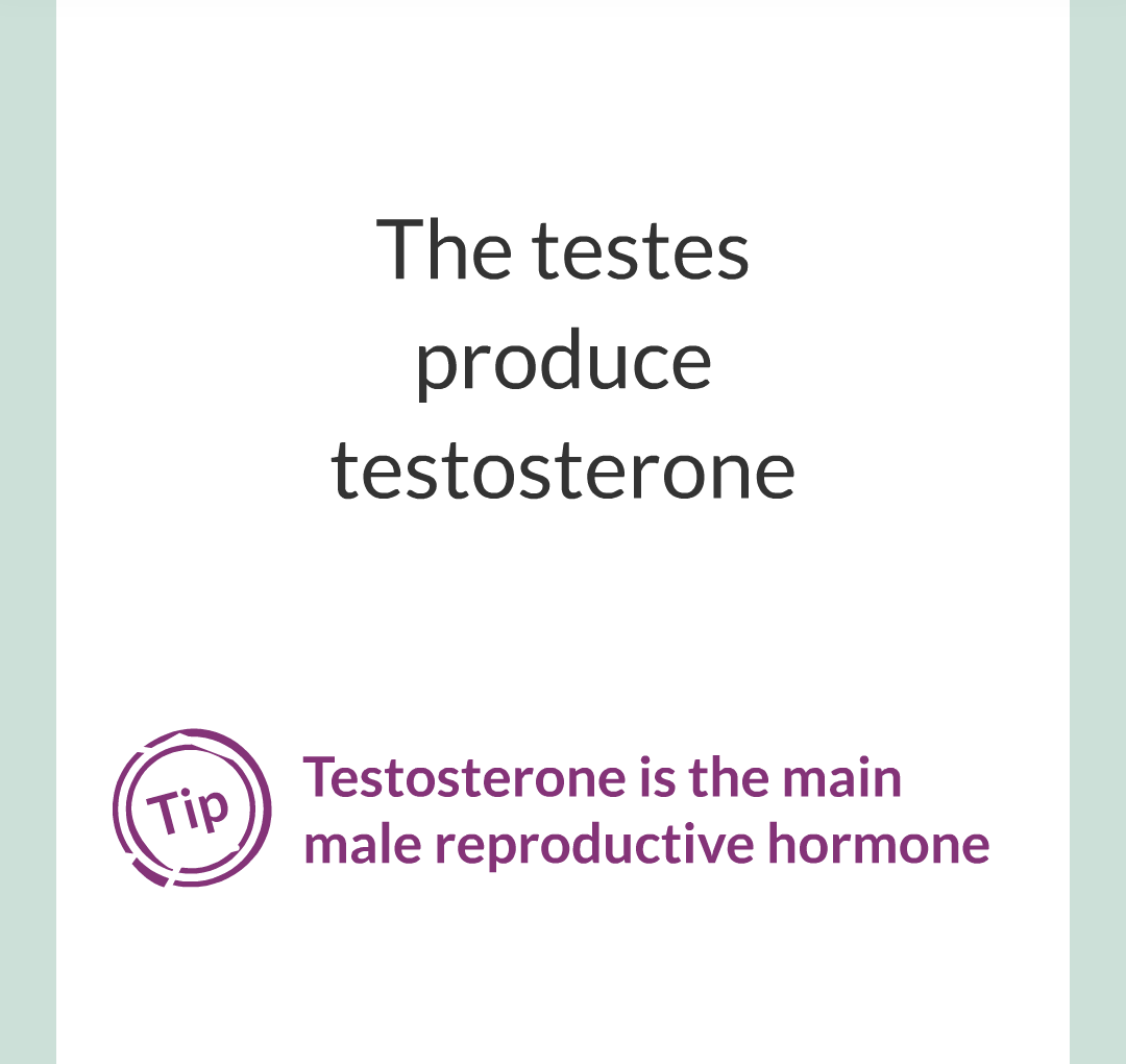 11 - Hormones and The Menstrual Cycle/006.png