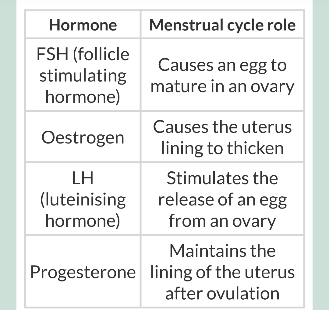 11 - Hormones and The Menstrual Cycle/014.png