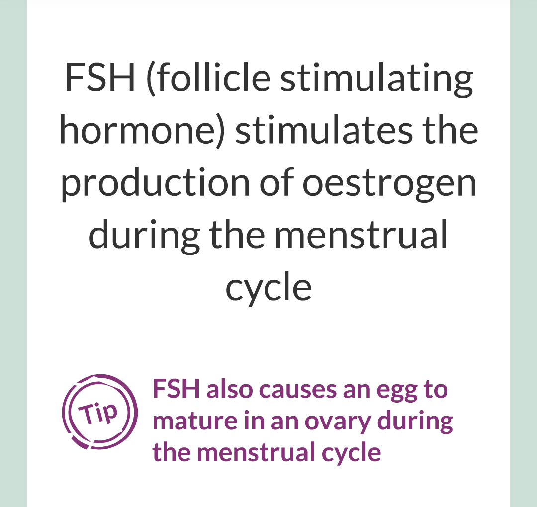 11 - Hormones and The Menstrual Cycle/016.png