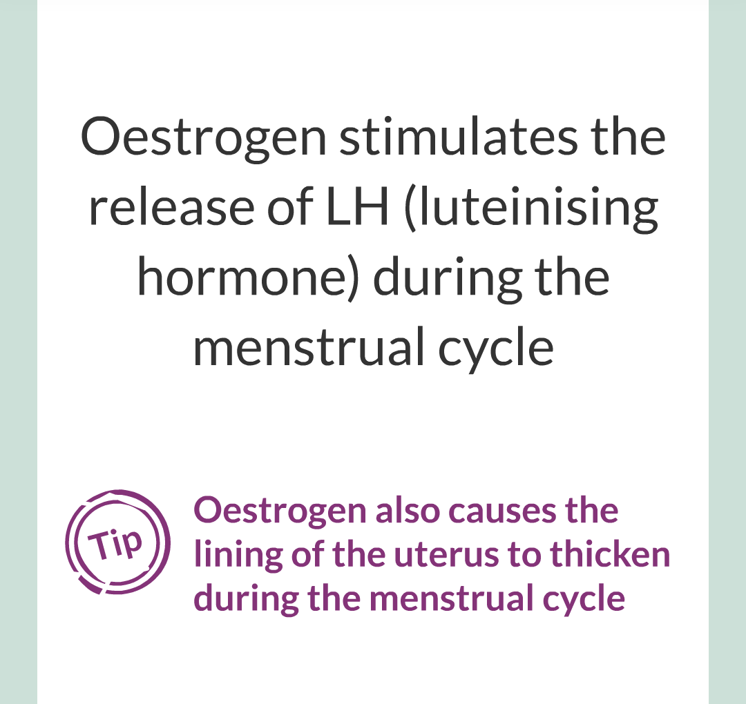 11 - Hormones and The Menstrual Cycle/020.png