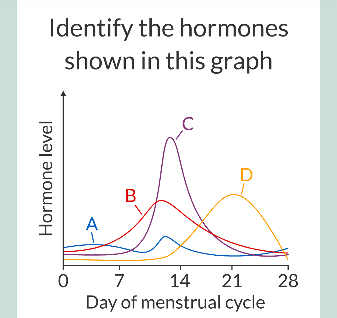 11 - Hormones and The Menstrual Cycle/023.png