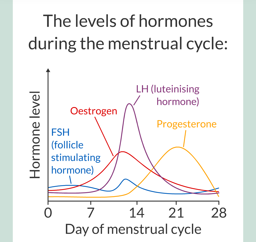 11 - Hormones and The Menstrual Cycle/024.png