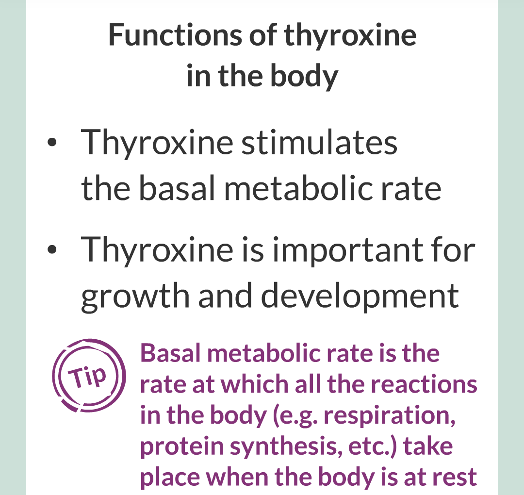 13 - Adrenaline and Thyroxine/010.png