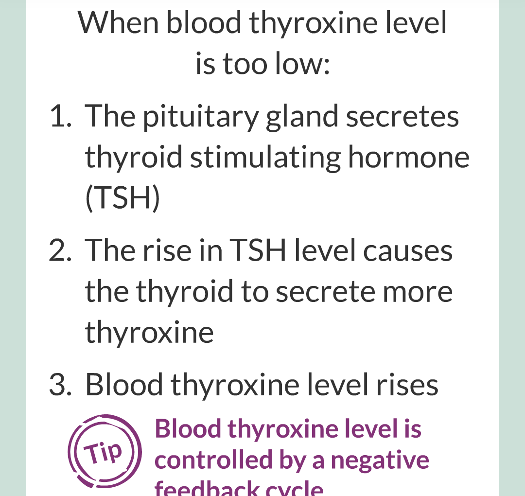 13 - Adrenaline and Thyroxine/012.png