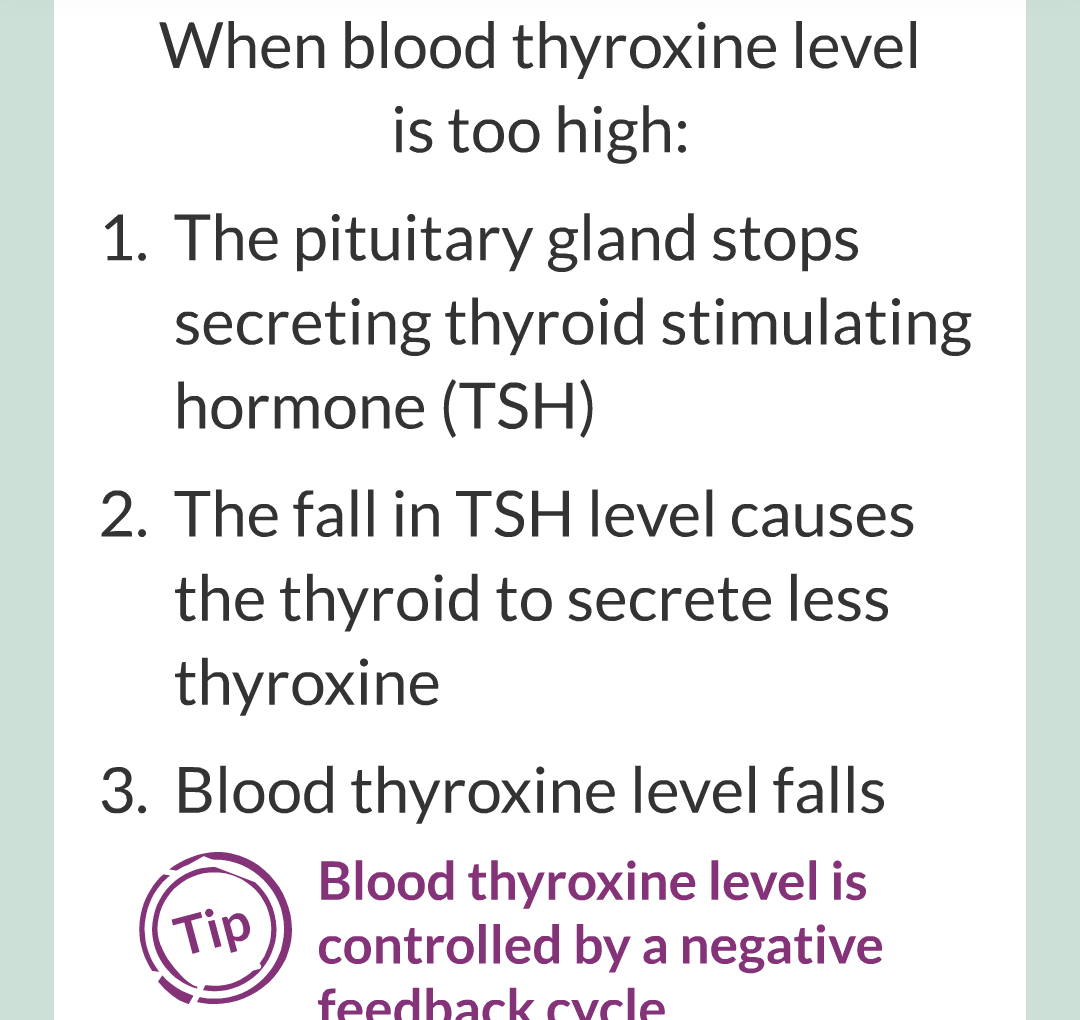 13 - Adrenaline and Thyroxine/014.png