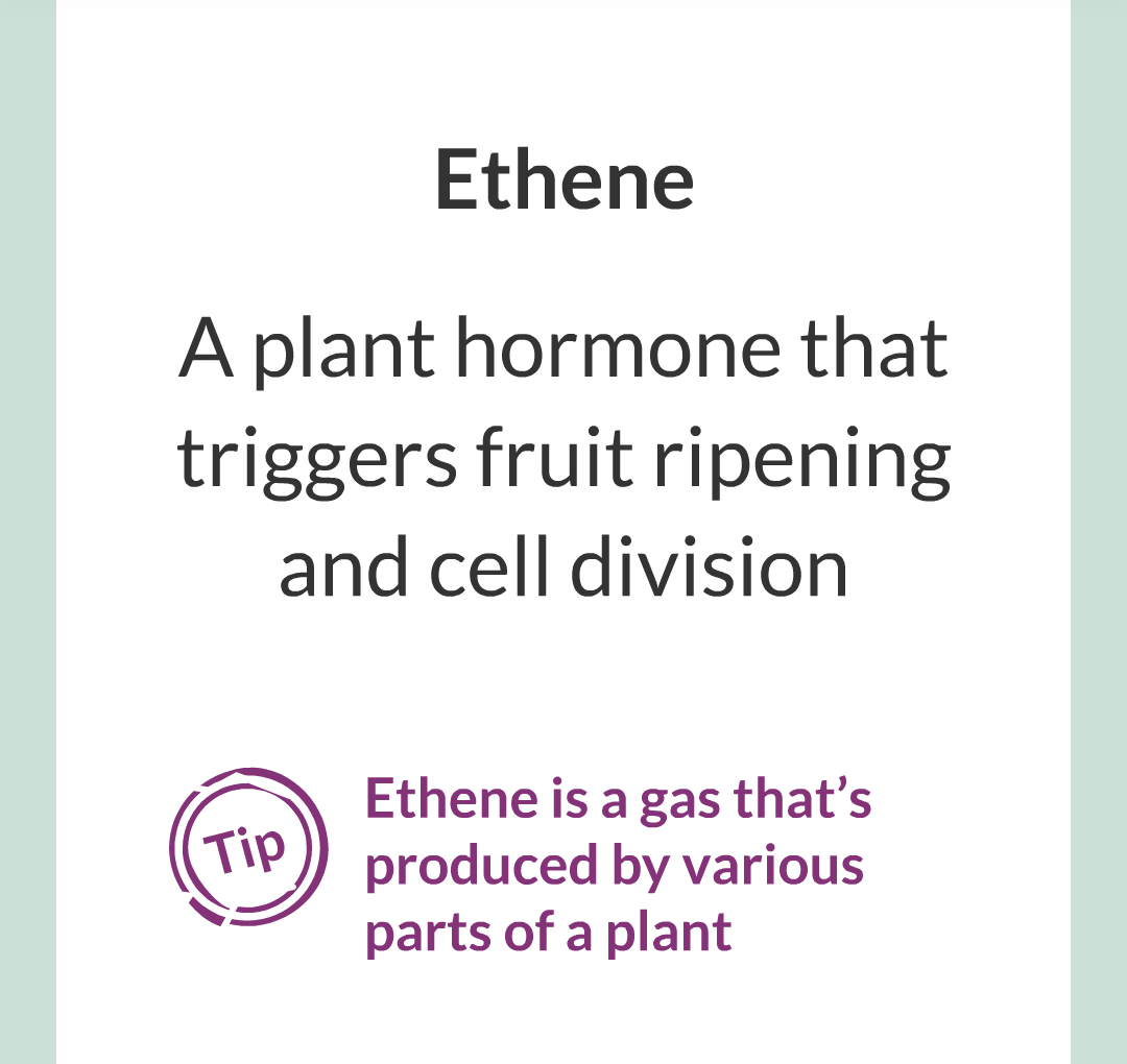 14 - Plant Hormones/022.png