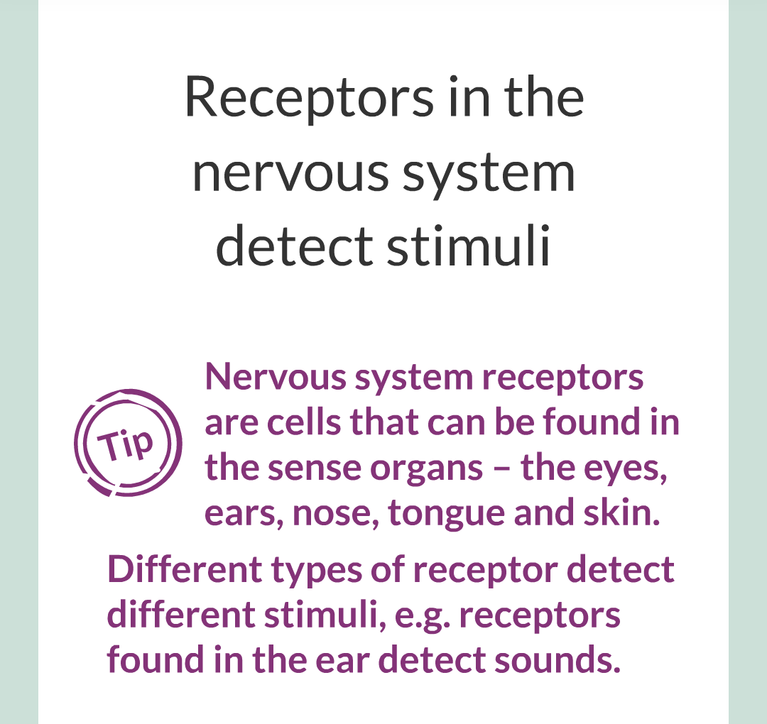 2 - The Nervous System/004.png