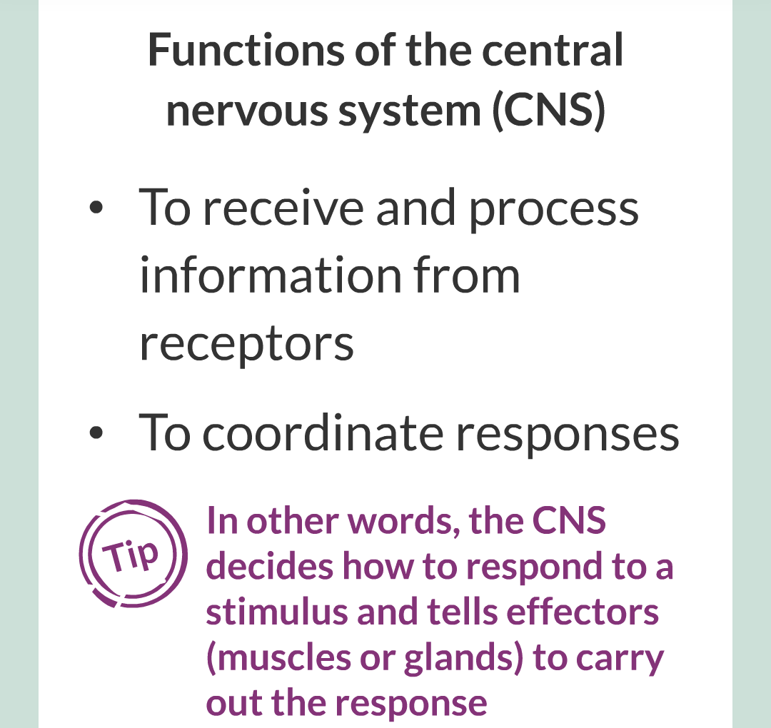 2 - The Nervous System/008.png