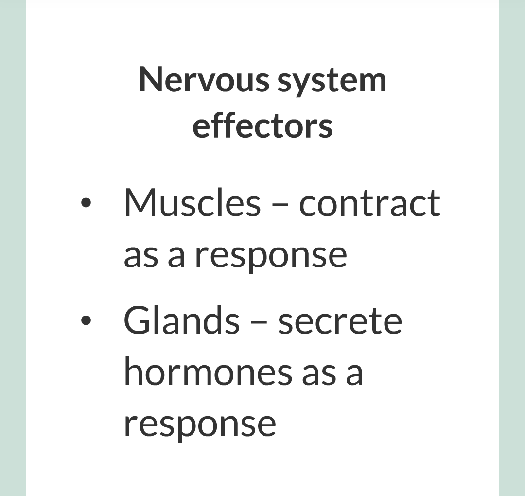2 - The Nervous System/010.png