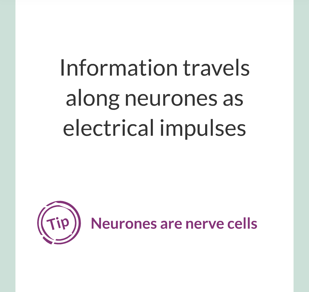 2 - The Nervous System/012.png