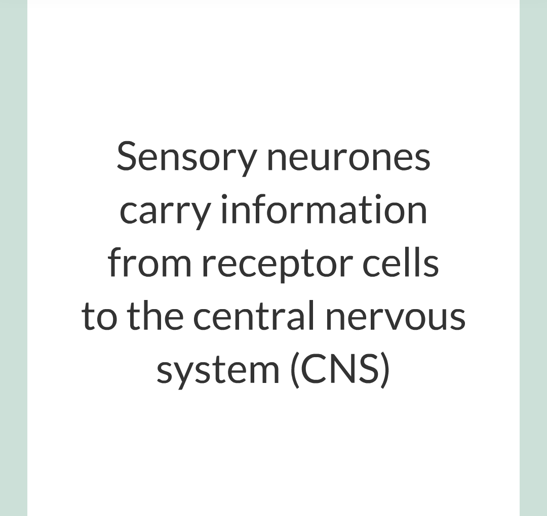 2 - The Nervous System/014.png
