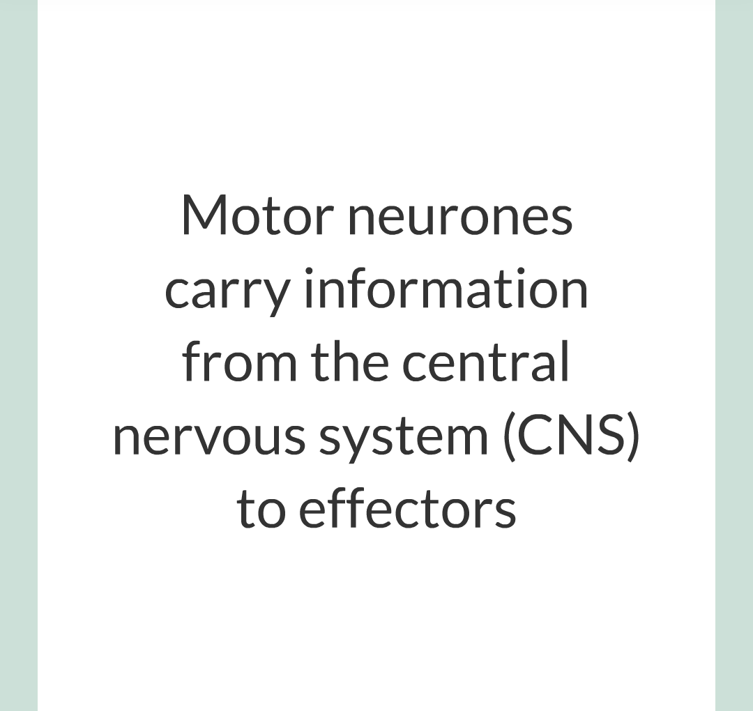 2 - The Nervous System/016.png