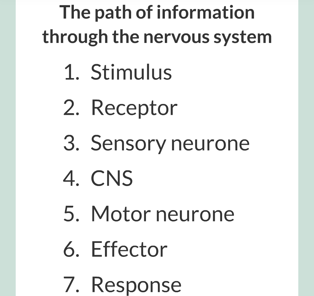 2 - The Nervous System/018.png