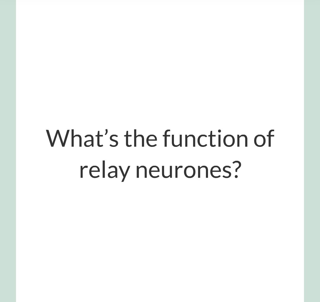 2 - The Nervous System/019.png
