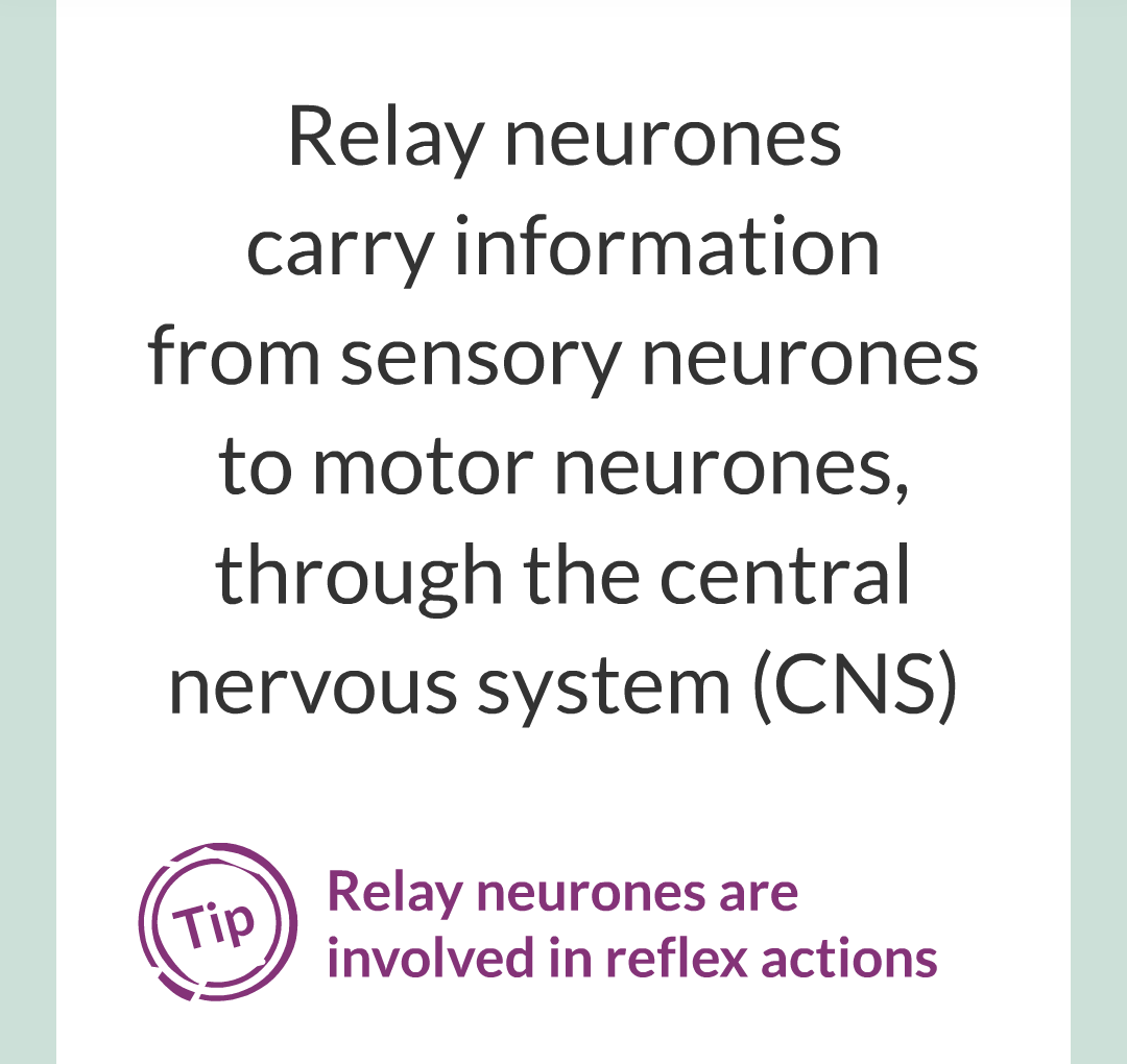 2 - The Nervous System/020.png