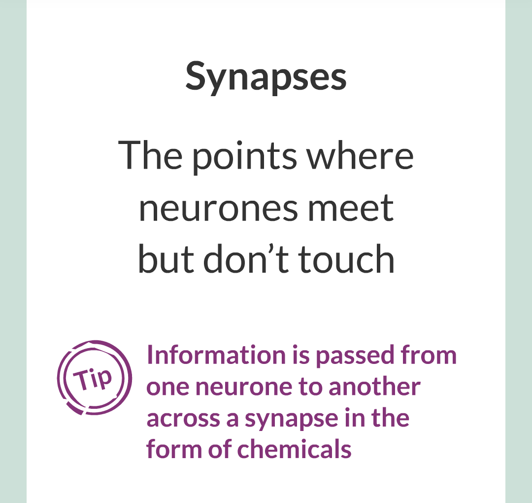 2 - The Nervous System/022.png