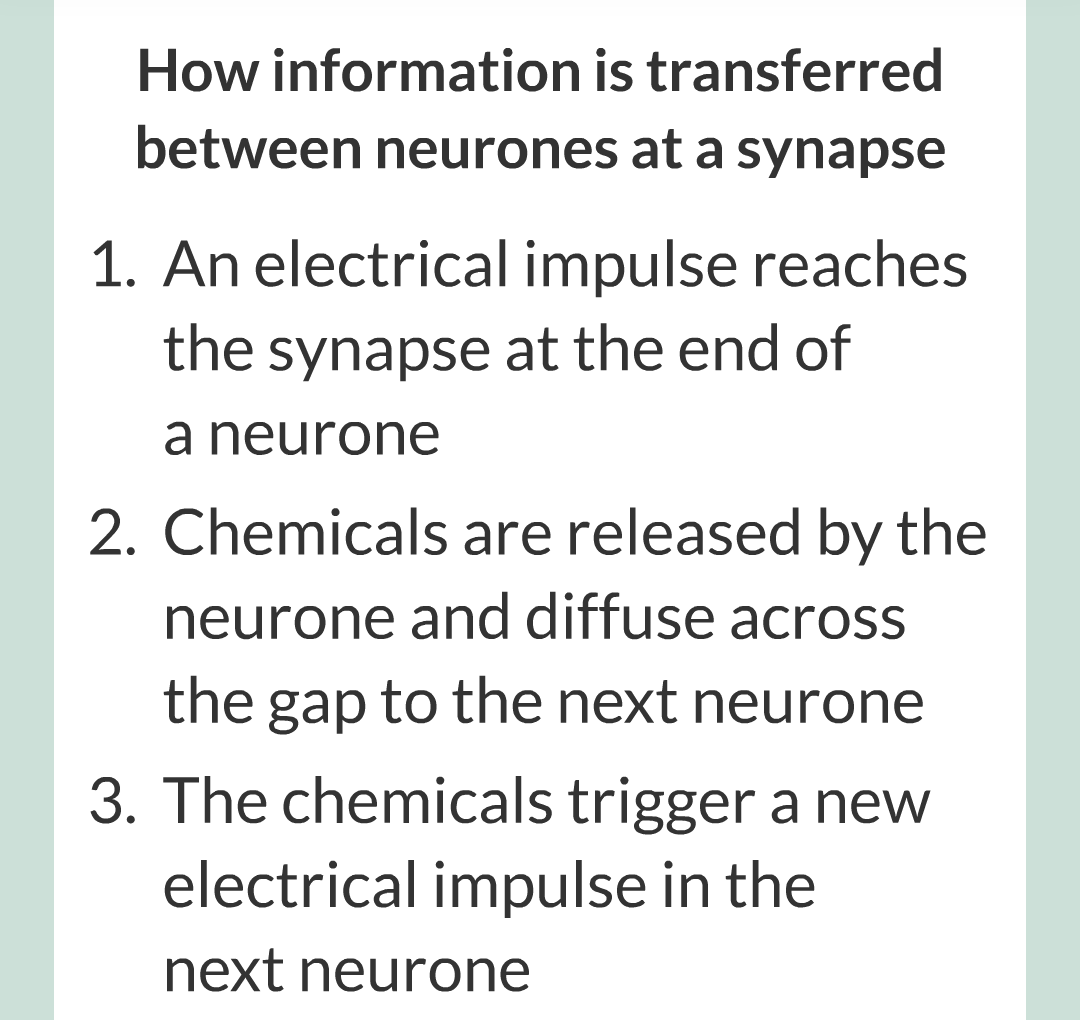 2 - The Nervous System/024.png