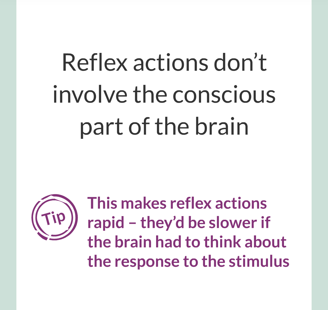 3 - Reflexes and Reaction Time/004.png