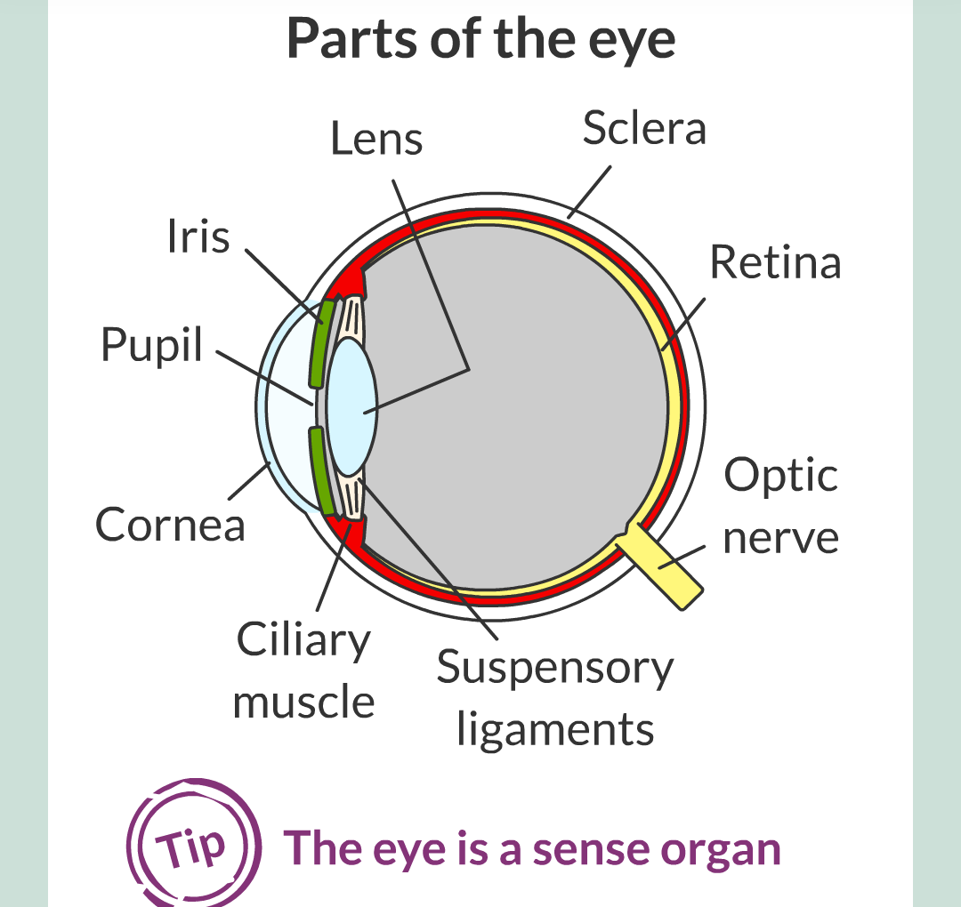 5 - The Eye/002.png