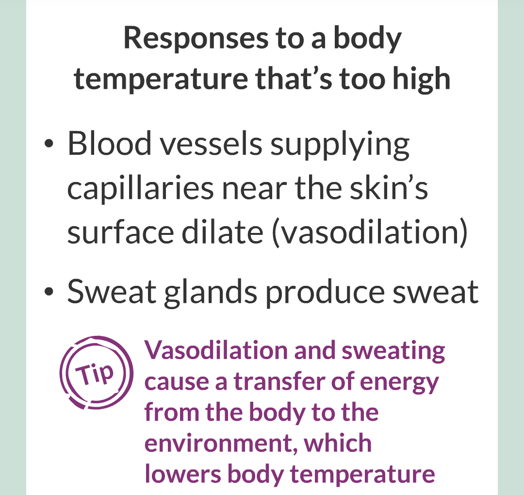 7 - Controlling Body Temperature/006.png