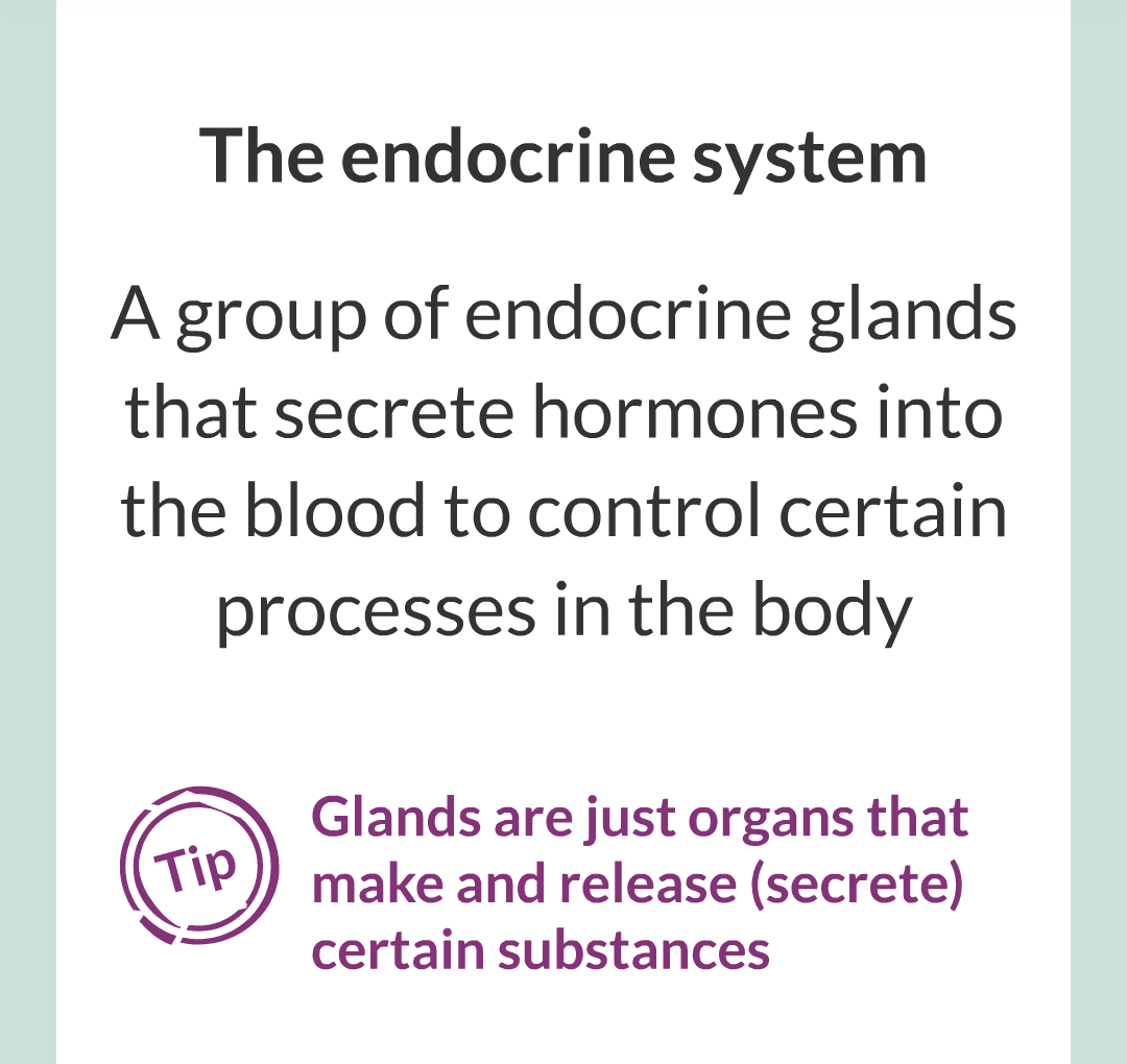 8 - The Endocrine System/002.png